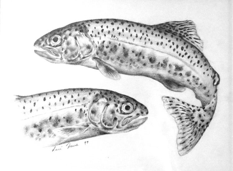 Trout image